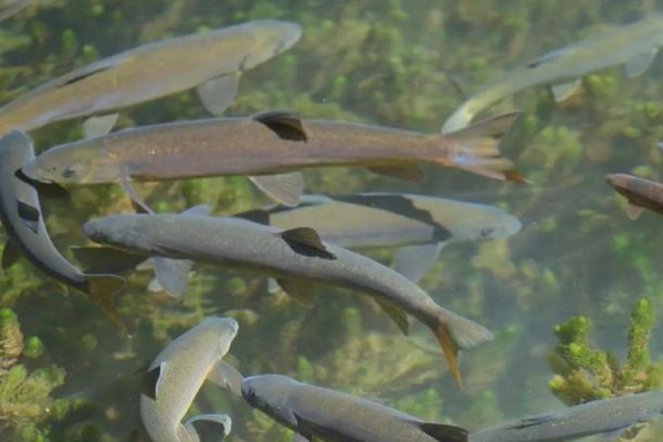 粗壮金线鲃是什么鱼?