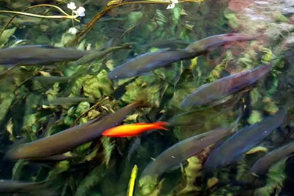 粗壮金线鲃是什么鱼?