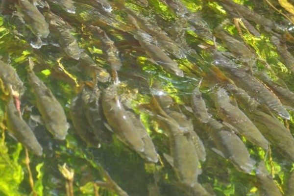 粗壮金线鲃是什么鱼?