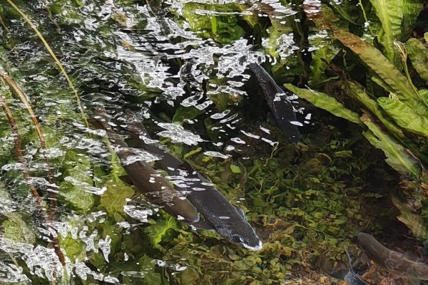 粗壮金线鲃是什么鱼?