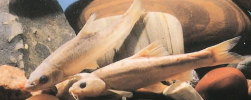 短须金线鲃是什么鱼？