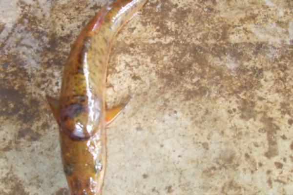 短须金线鲃是什么鱼？