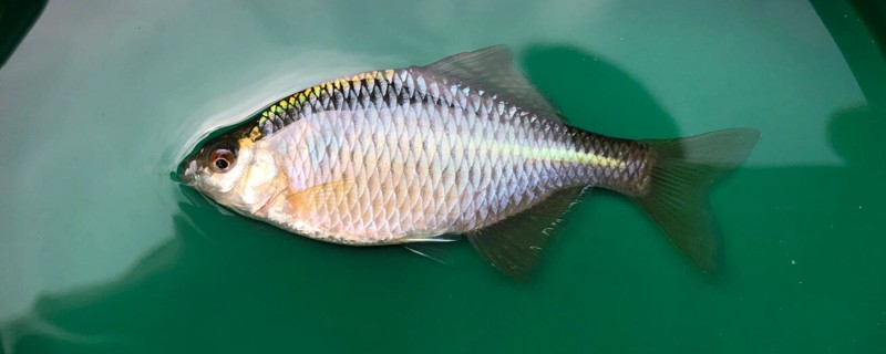 东兰金线鲃是什么鱼？