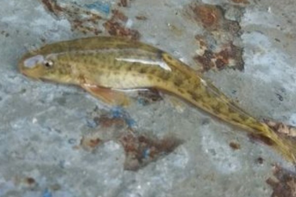 短须金线鲃是什么鱼？