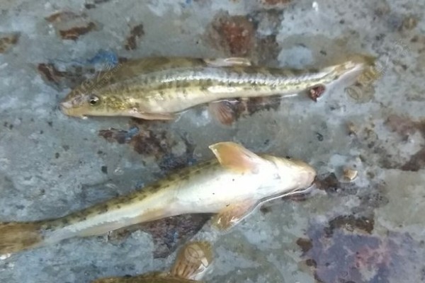 短须金线鲃是什么鱼？