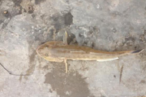 短须金线鲃是什么鱼？