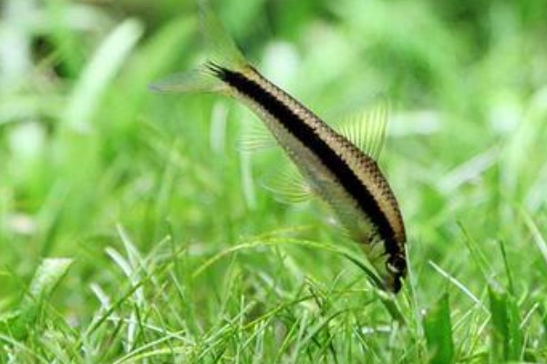 长身穗唇鲃是什么鱼？