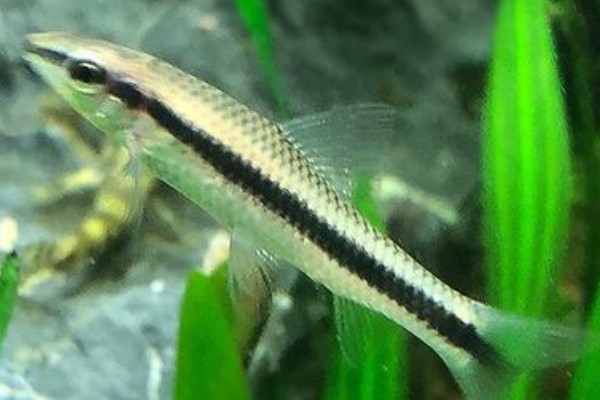 长身穗唇鲃是什么鱼？