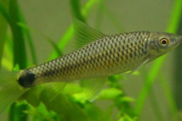 网纹穗唇鲃是什么鱼？