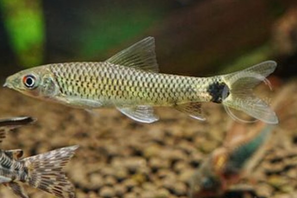 网纹穗唇鲃是什么鱼？