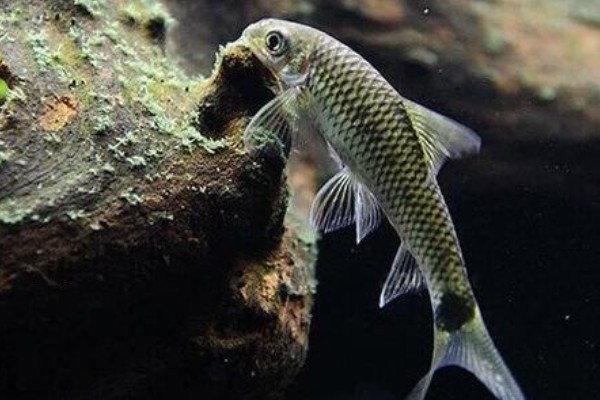 网纹穗唇鲃是什么鱼？