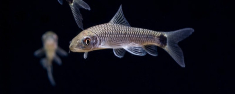 网纹穗唇鲃是什么鱼？