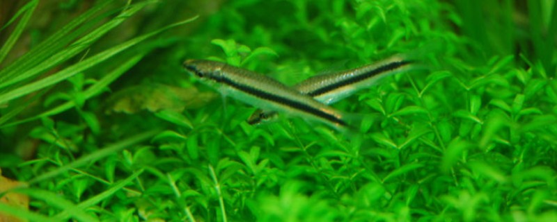 缅甸穗唇鲃是什么鱼？