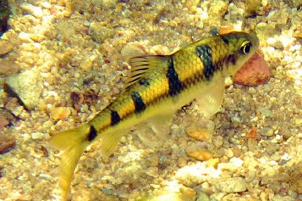 缅甸穗唇鲃是什么鱼？