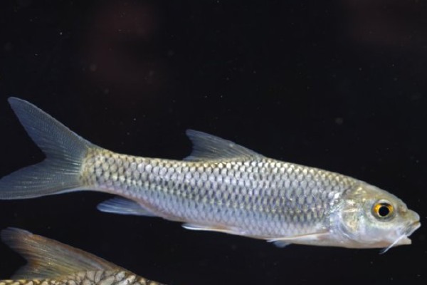 缅甸穗唇鲃是什么鱼？