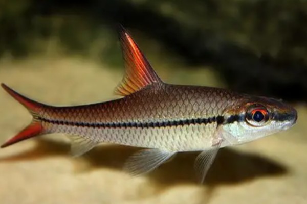 缅甸穗唇鲃是什么鱼？