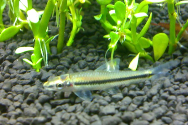 暗色穗唇鲃是什么鱼？