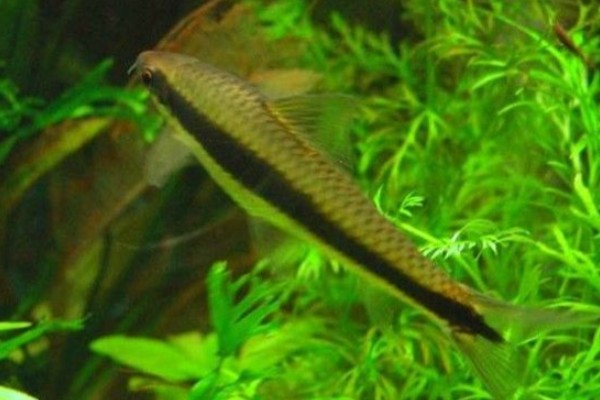 暗色穗唇鲃是什么鱼？