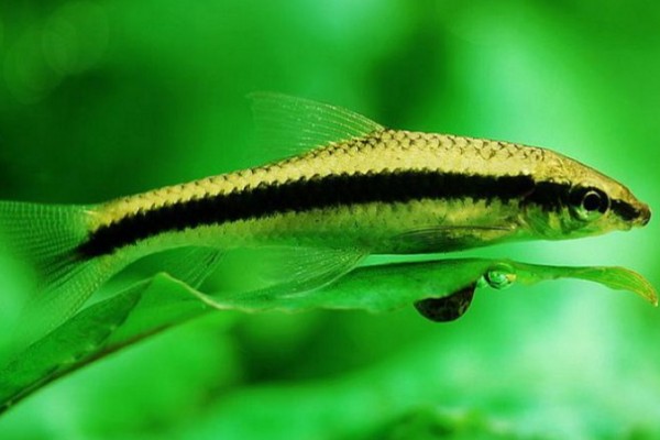 暗色穗唇鲃是什么鱼？