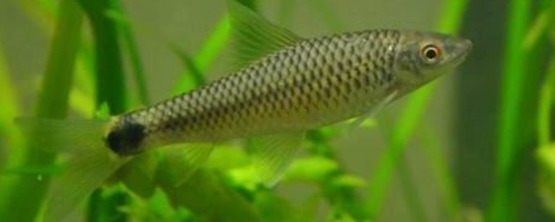 彩花穗唇鲃是什么鱼？