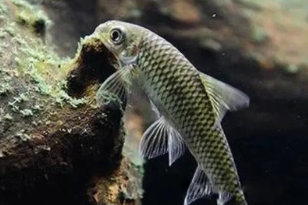 彩花穗唇鲃是什么鱼？