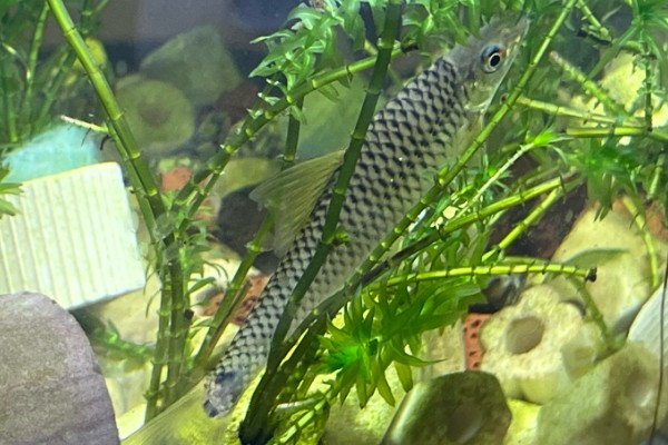 彩花穗唇鲃是什么鱼？