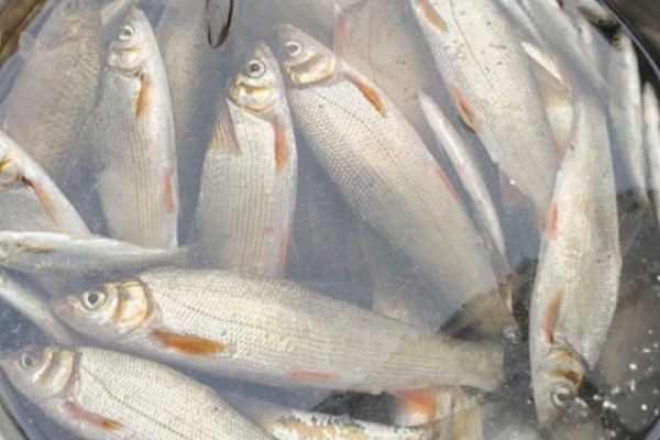 黄尾短吻鱼是什么鱼？