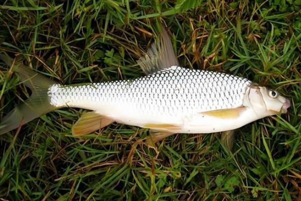 黄尾短吻鱼是什么鱼？