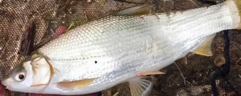 黄尾短吻鱼是什么鱼？