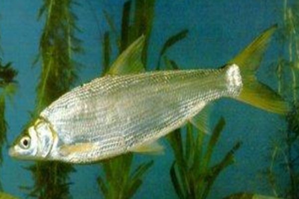 黄尾短吻鱼是什么鱼？