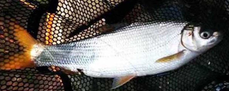 长须短吻鱼是什么鱼？