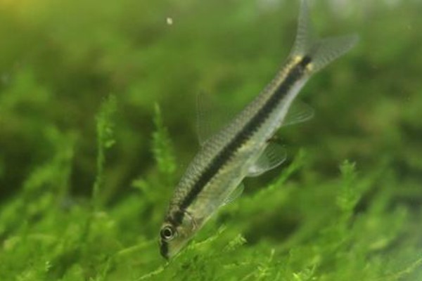 长身穗唇鲃是什么鱼？