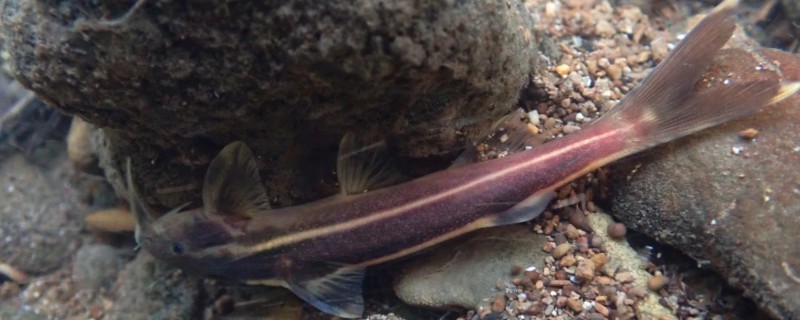 老挝纹胸鮡是什么鱼？