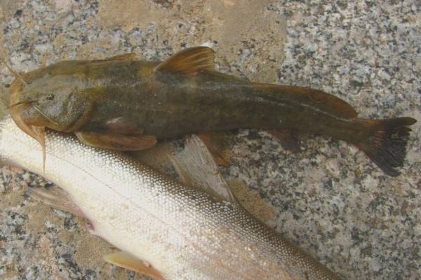 网纹原鮡是什么鱼？