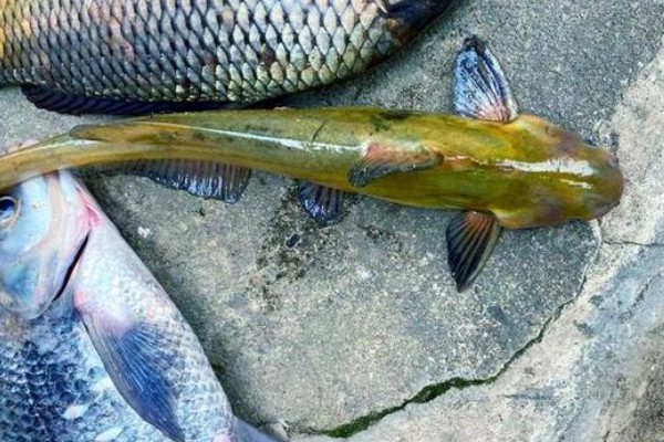 网纹原鮡是什么鱼？