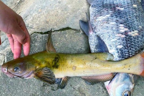 网纹原鮡是什么鱼？