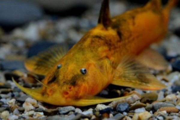 细斑纹胸鮡是什么鱼？