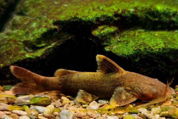 细斑纹胸鮡是什么鱼？