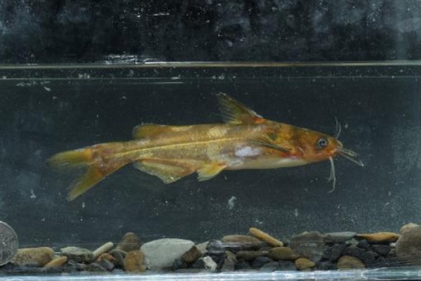 细斑纹胸鮡是什么鱼？