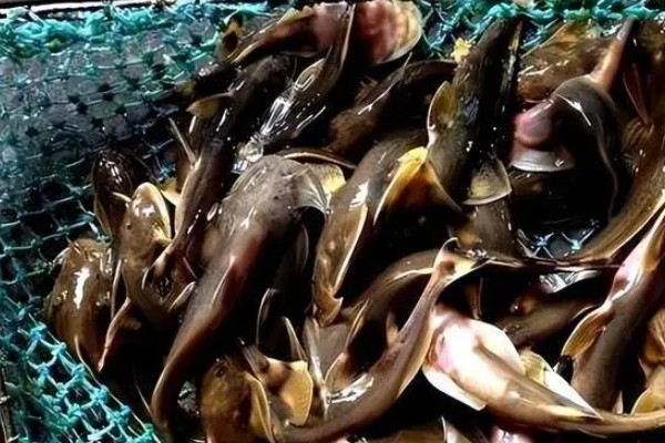 细尾鮡是什么鱼？