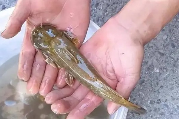 细尾鮡是什么鱼？