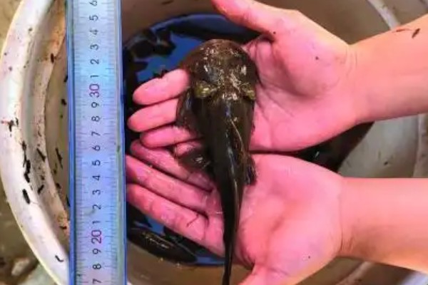 细尾鮡是什么鱼？