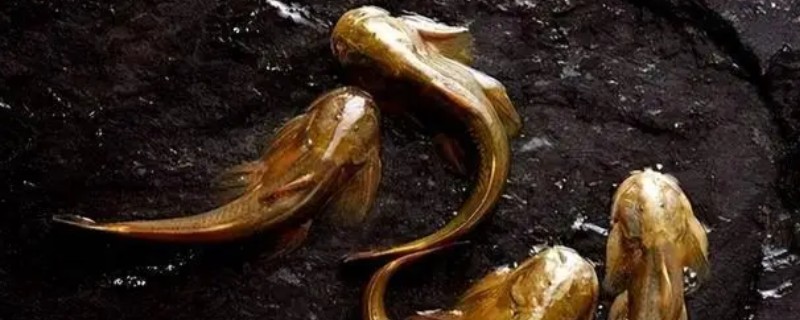 细尾鮡是什么鱼？