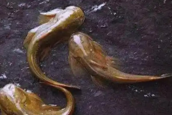 细尾异齿鰋是什么鱼？