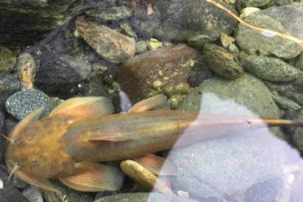 细尾异齿鰋是什么鱼？