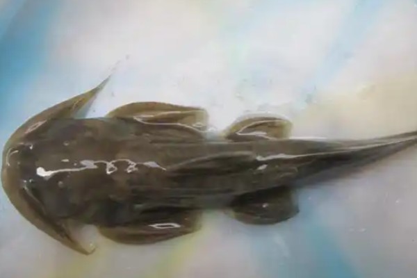 细尾异齿鰋是什么鱼？