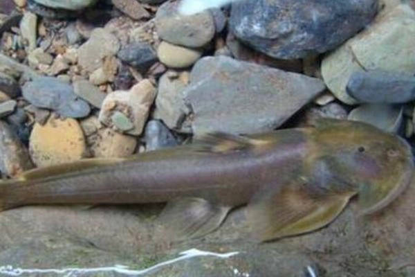 纤体褶鮡是什么鱼？