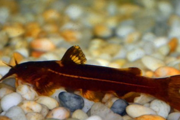 红河纹胸鮡是什么鱼？