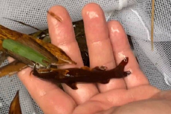 红河纹胸鮡是什么鱼？