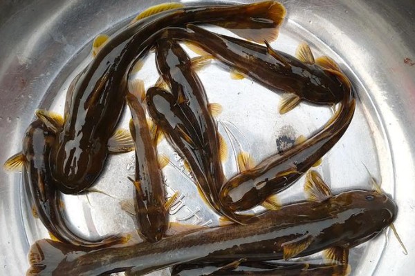 红河纹胸鮡是什么鱼？